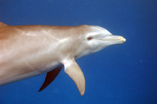 Bimini Dolphin