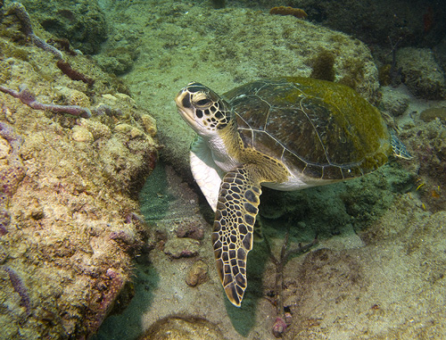 Sea Turtle pompano florida
