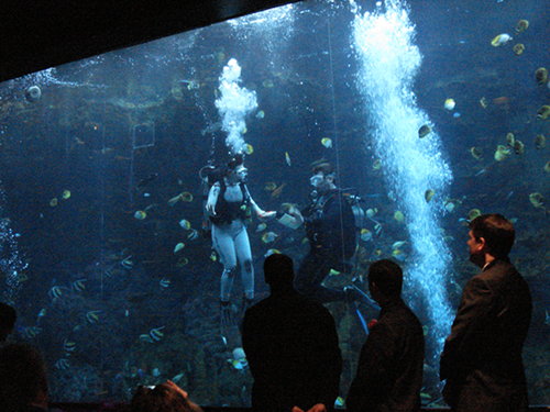 Wedding in Aquarium 2 - Customer Photos