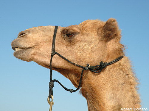 Our friendly neighborhood camels - Desert Adventure