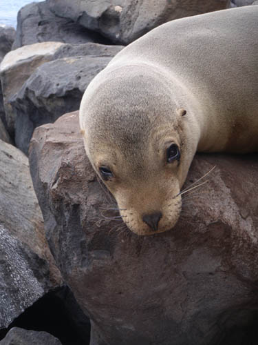 A sea lion in the Galapagos