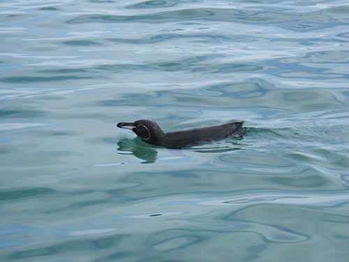 penguin post office bay galapagos