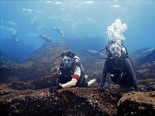 scuba diving lobos sea lion