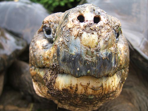 lonesome george tortoise