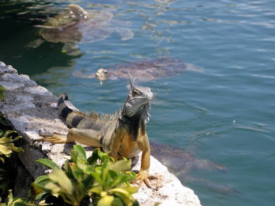 Cayman Island Turtle Farm