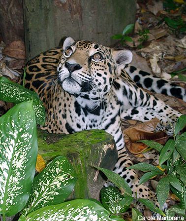 The Jaguar - Belize Adventure