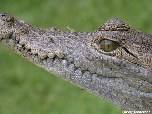 The Crocodile - Belize Adventure