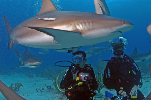 I think we found the sharks! - Scuba Diving, 2005