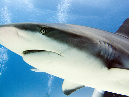 Shark! - Scuba Diving, 2005